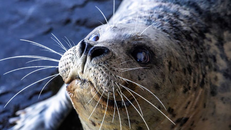Beloved harbor seal ‘Barney’ dies at 39-years-old...