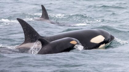 Historic orca calf born in the PNW, brings hope for killer whale population