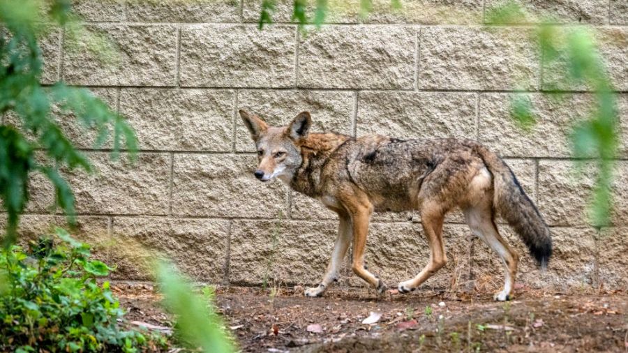 coyote attacks in Bellevue...