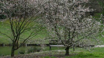 Will the sun come out? A look at Western Washington's weekend forecast