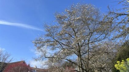 Why spring allergies are getting worse — and how to offer relief