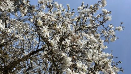 Spring equinox is here — what to expect in the days ahead