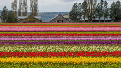 What to do this weekend: Tulips, Daffodils, and Monster Trucks?