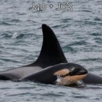 A newly-spotted orca calf, J63, seen swimming with J40. (Photo courtesy of The Center for Whale Research)