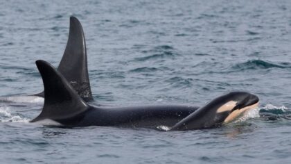 'A sign of hope': New Southern Resident orca calf spotted in Puget Sound