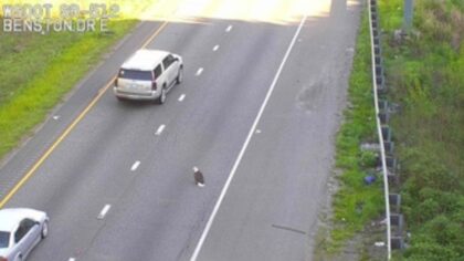 The eagle has landed: Bald eagle takes over highway lane, causing commute chaos