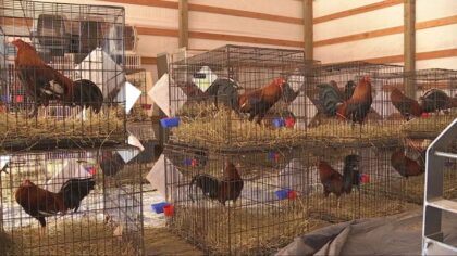 80 birds rescued from animal fighting ring in Grays Harbor County