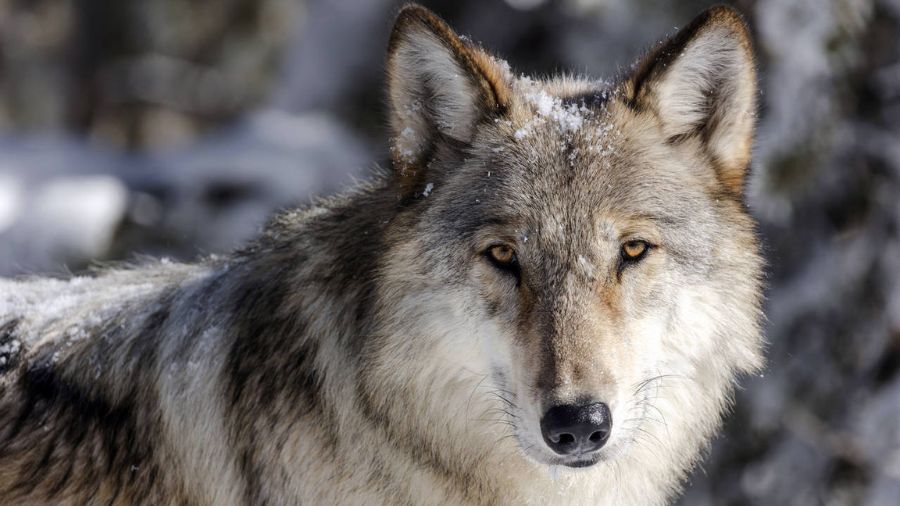 Washington's wolf population has declined for the first time in 16 years. (Arizona Game and Fish De...