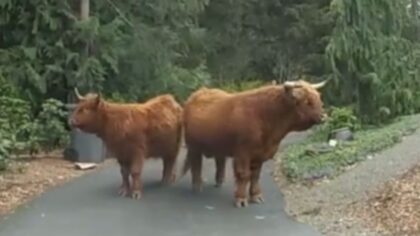 Have you ‘herd?’ Pair of Scottish Highland cows escape in Redmond