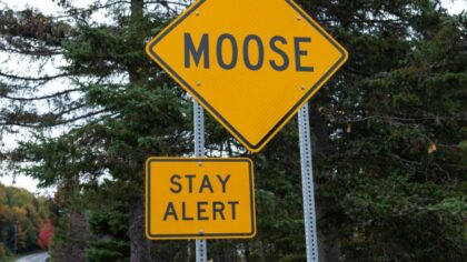 Man dies after collision with moose near Chewelah