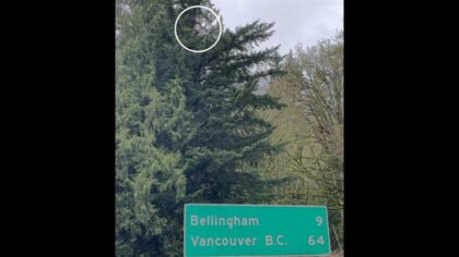Another stuffed sloth pulled from tree over I-5, WSDOT warns: Cute but dangerous