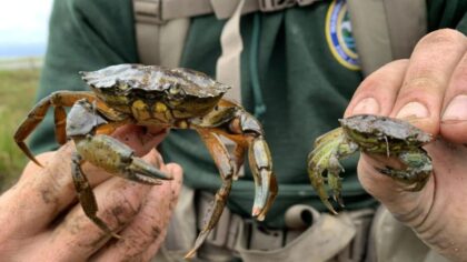 Little European green crabs create big concern for shellfish industry