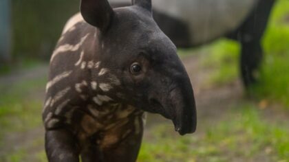 'Spicy' tapir calf makes debut at Point Defiance Zoo