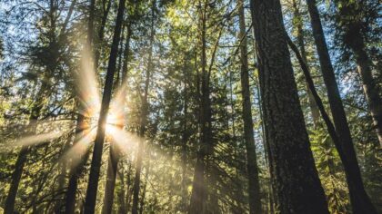 Skorheim: Elwha tree protest is just a desperate 'attention grab'