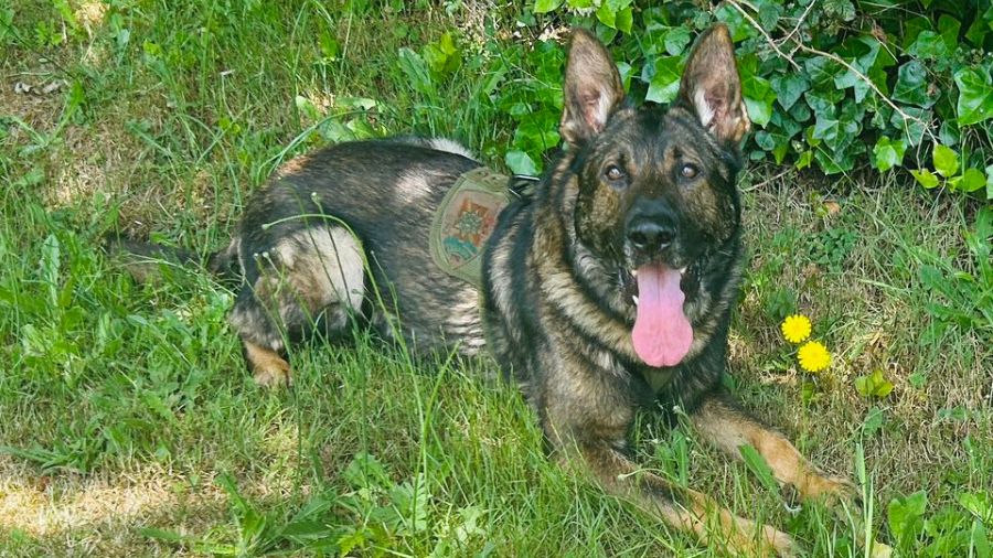 Grays Harbor County Sheriff's Department K-9 Titus...