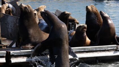 Shilshole sea lion surge: Marina docks overrun in Ballard