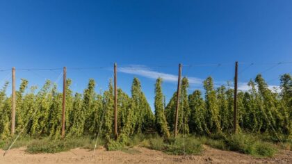 Lawsuit claims Washington farm replaced local employees with foreign workers