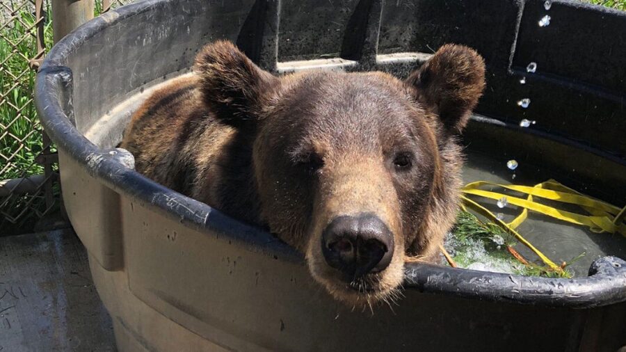 Bear at WSU Bear Research, Education, and Conservation Center...