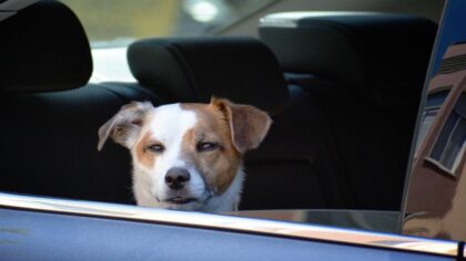 WA law change: No civil penalty for rescuing children or animals from hot cars