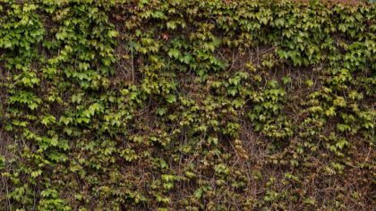 Washington bans sale of a common plant, deems it noxious weed