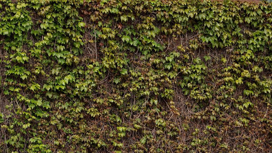 ivy...