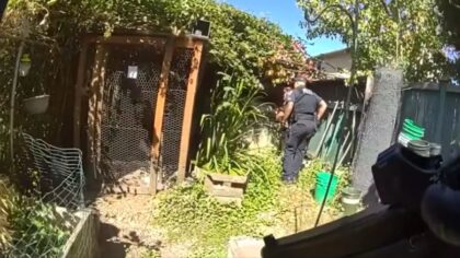 Tacoma officers find suspect hiding in chicken coop