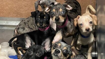 Auburn Valley Humane Society now over capacity following 82-dog rescue