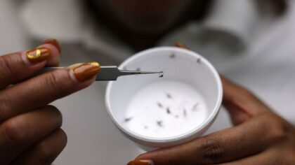 Pierce County investigates possible locally acquired malaria case