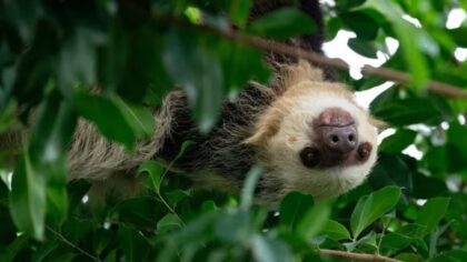 Animal alert: A sloth is back at Woodland Park Zoo