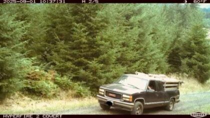 Suspect arrested for stealing scrap wood from Weyerhaeuser