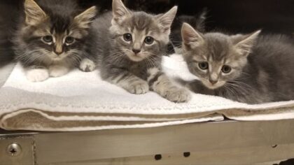 Whatcom County Humane’s cat kennel is full. Here’s how you can help.