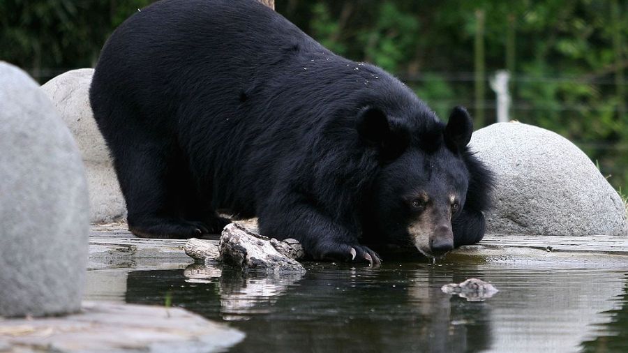 black bear trafficking skagit county...