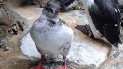 Seattle Aquarium remembers nearly 40-year-old beloved pigeon