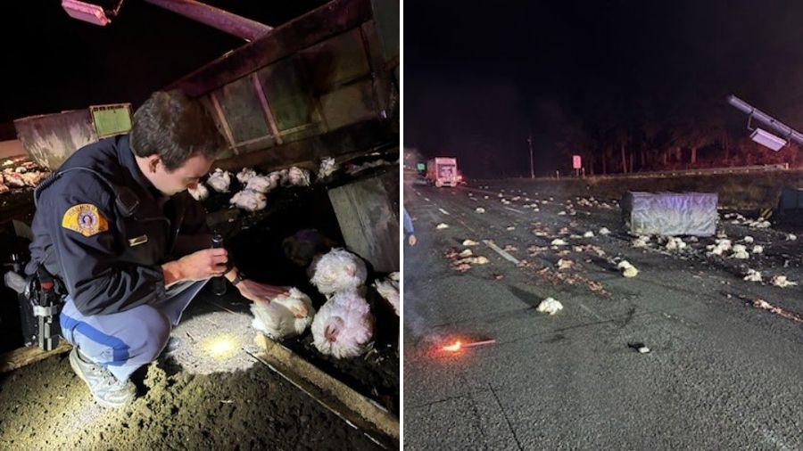 chickens I-5 semi-truck...