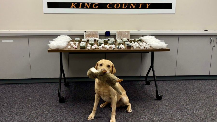 King County drug bust cartel...