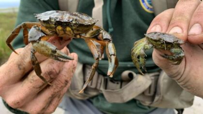 Invasive green crabs are bad for the environment so New Englanders are starting to eat more of them