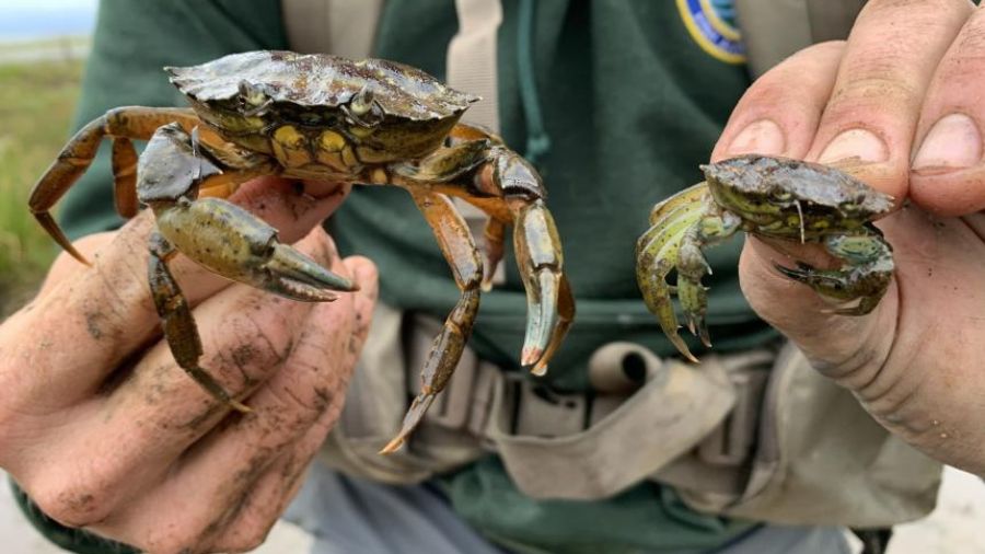 Skagit Bay green crabs invasive...