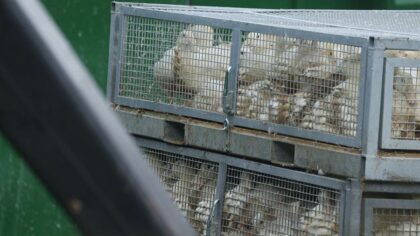 Grays Harbor County resident dies from first-ever human case of H5N5 bird flu