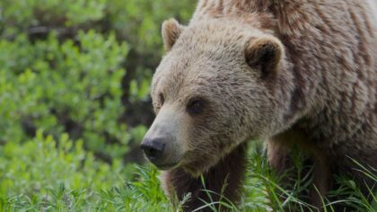 11 injured, 2 critical after teachers fight off grizzly bear in B.C.