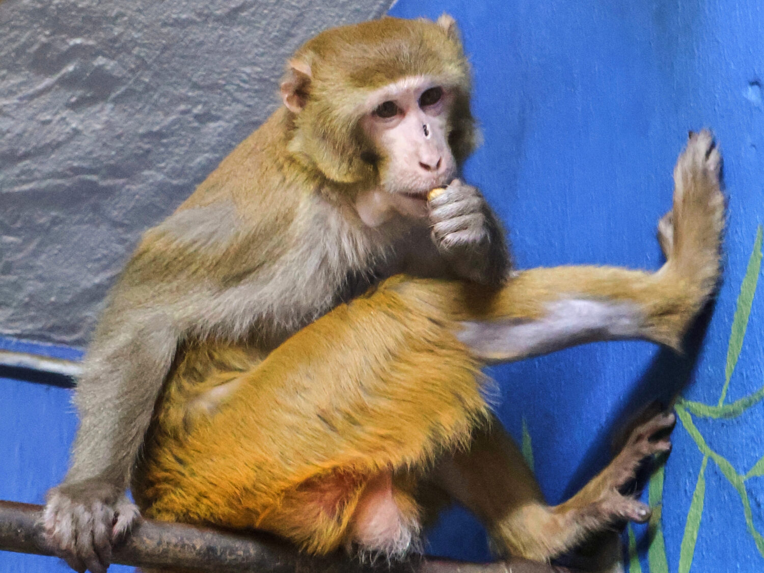 This undated image provided by Popcorn Park Animal Refuge shows Forrest, a young adult rhesus macaq...