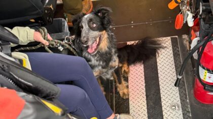 Dog rescued after falling down cliff at Point Defiance Park