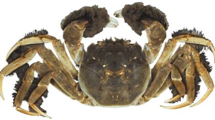 Chinese mitten crab discovery in Oregon puts WA wildlife officials on alert