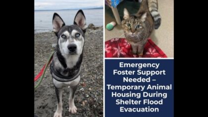 Pets need temporary foster homes as Everett Animal Shelter evacuates amid flooding