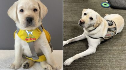 'He loves his job': SPD spotlights comfort dog Ryan's work with 100+ survivors