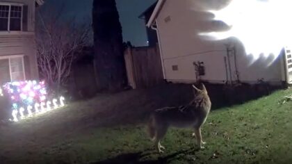 Pack of coyotes crashes Chris Sullivan's backyard, again