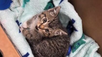 King County animal shelter operating at limited capacity following storm damage