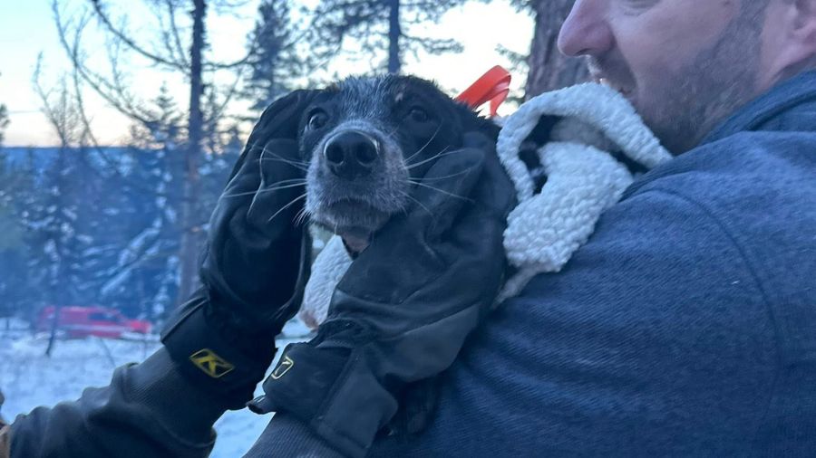 Volunteer teamwork saves small dog trapped in Roslyn crevice ( Photo: Washington State Animal Respo...