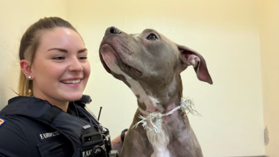Zip-tied pup found sealed in Everett dumpster (Photo : Everett Police)...