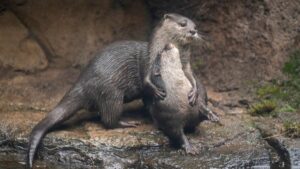animals at Point Defiance Zoo and Aquarium (2)