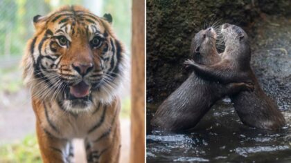 Animal alert: Point Defiance Zoo welcomes new otters, debuts tiger this weekend